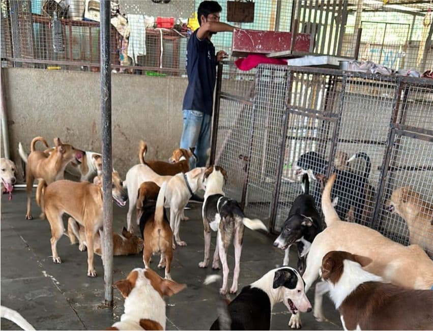 Animal Welfare
